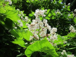 Catalpa snoeien (2025)
