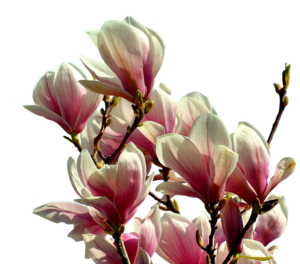 Magnolia snoeien (2025)