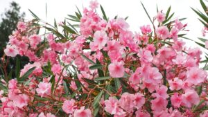 Oleander snoeien (2025)