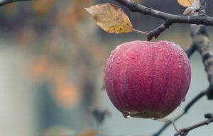 Appelboom snoeien (2025)
