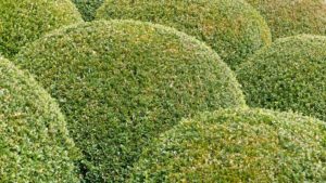 Buxus snoeien (2025)