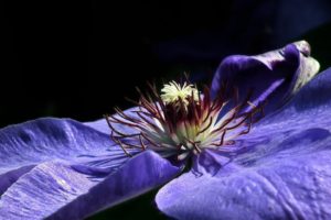 Clematis Snoeien (2025)