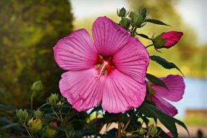 Hibiscus Snoeien (2025)