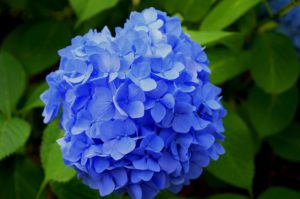Hortensia snoeien (2025)