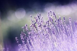 Lavendel snoeien (2025)