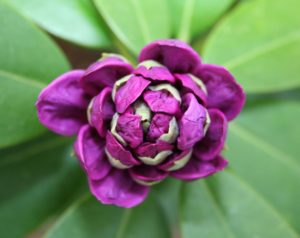 Rhododendron snoeien (2025)