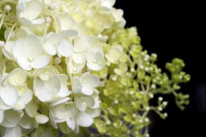 Klimhortensia snoeien (2025)