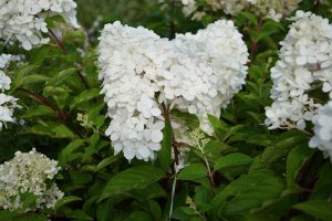 Pluimhortensia snoeien (2025)