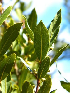 Prunus snoeien (2025)