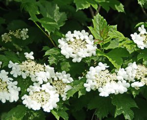 Viburnum snoeien (2025)