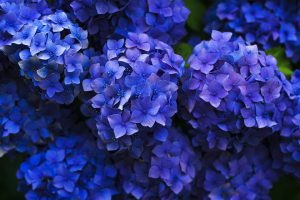 Boerenhortensia snoeien (2025)