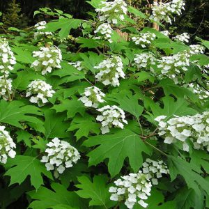Eikenbladhortensia Snoeien (2025)